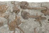 Plate Of Brittle Star & Carpoid Fossils - El Kaid Rami #225766-2